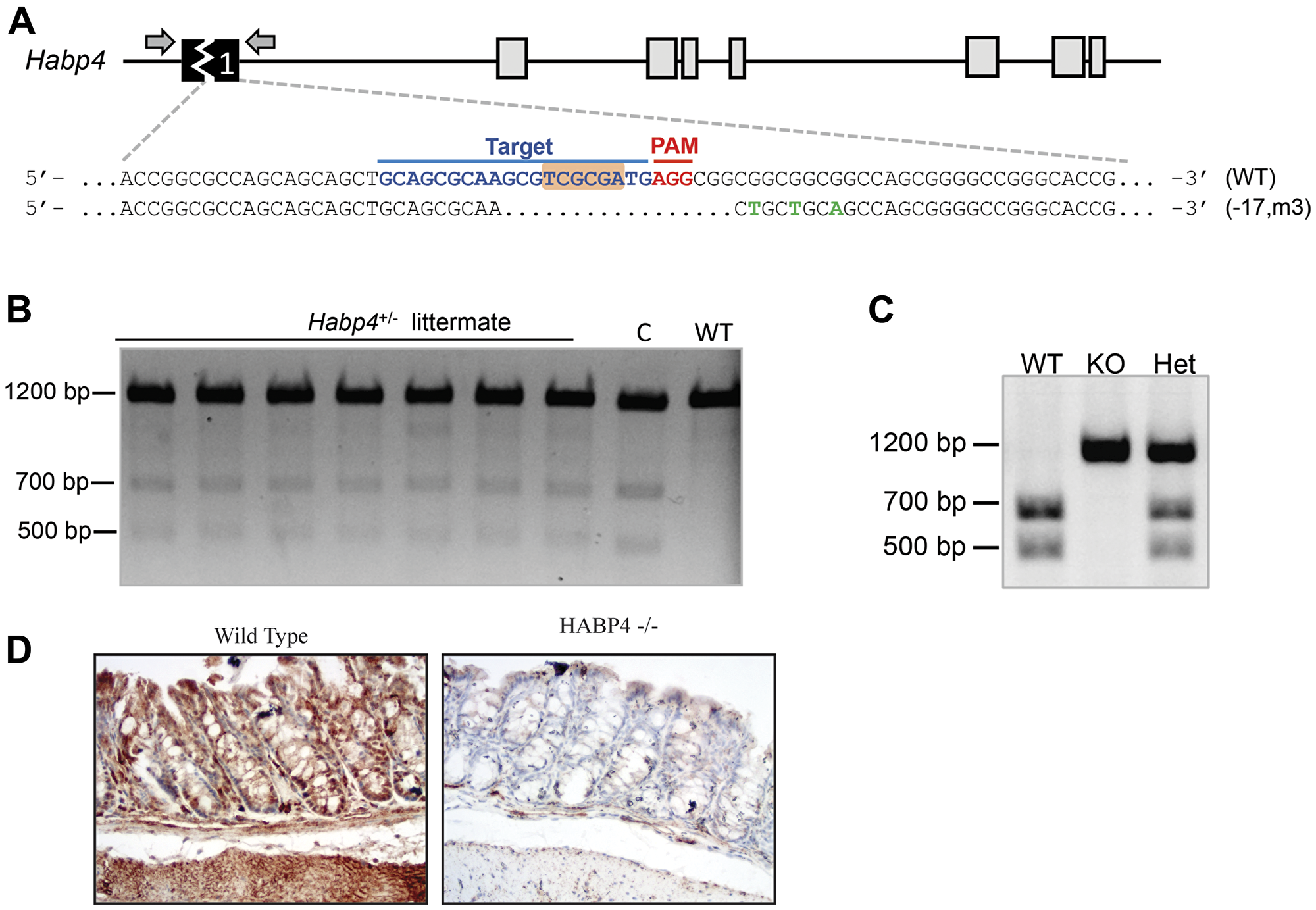 Generation of HABP4 knockout mice.