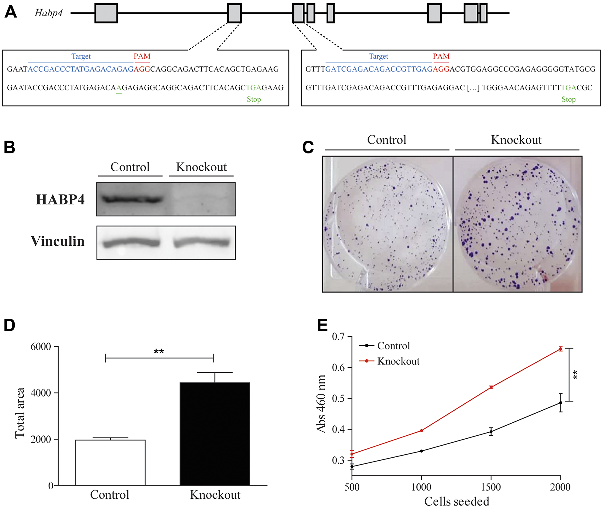 HABP4 knockout in HCT 116 cell model.