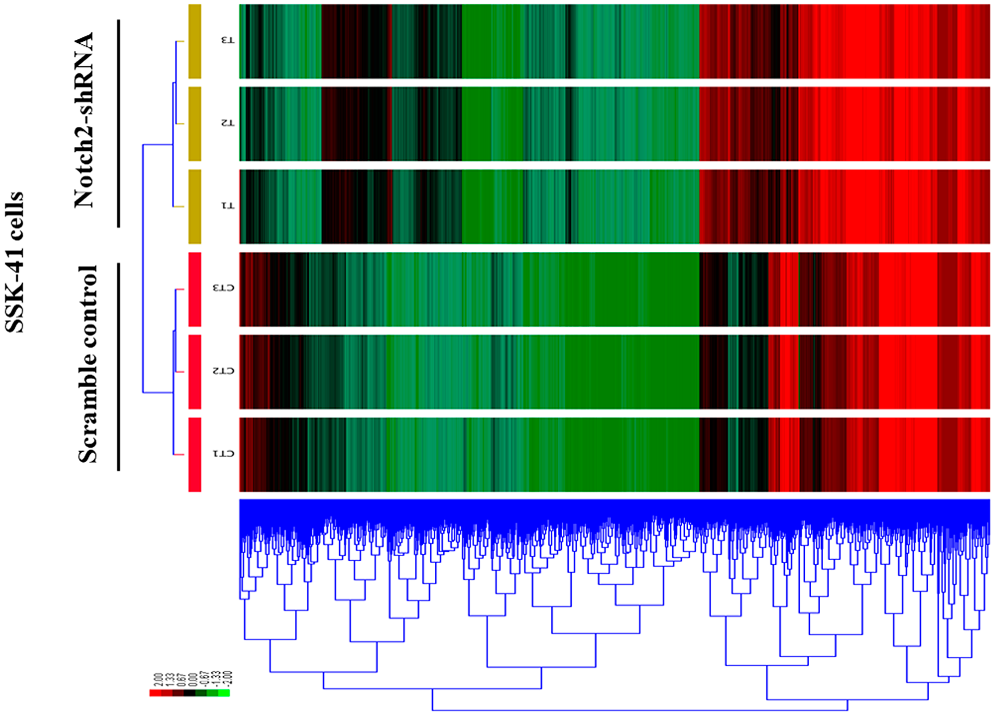 A clustered heat map showing the expression patterns of DEGs in control and Notch2-shRNA treated SSK-41 cells.