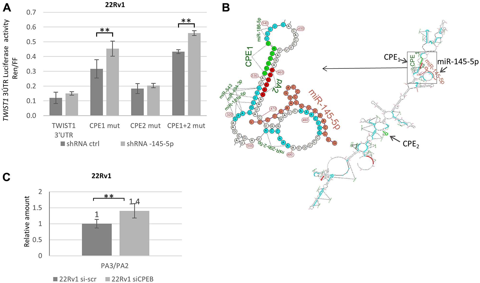 Molecular interactions between CPEB1 and miR-145-5p toward TWIST1 3′UTR are implicated in TWIST1 translation.