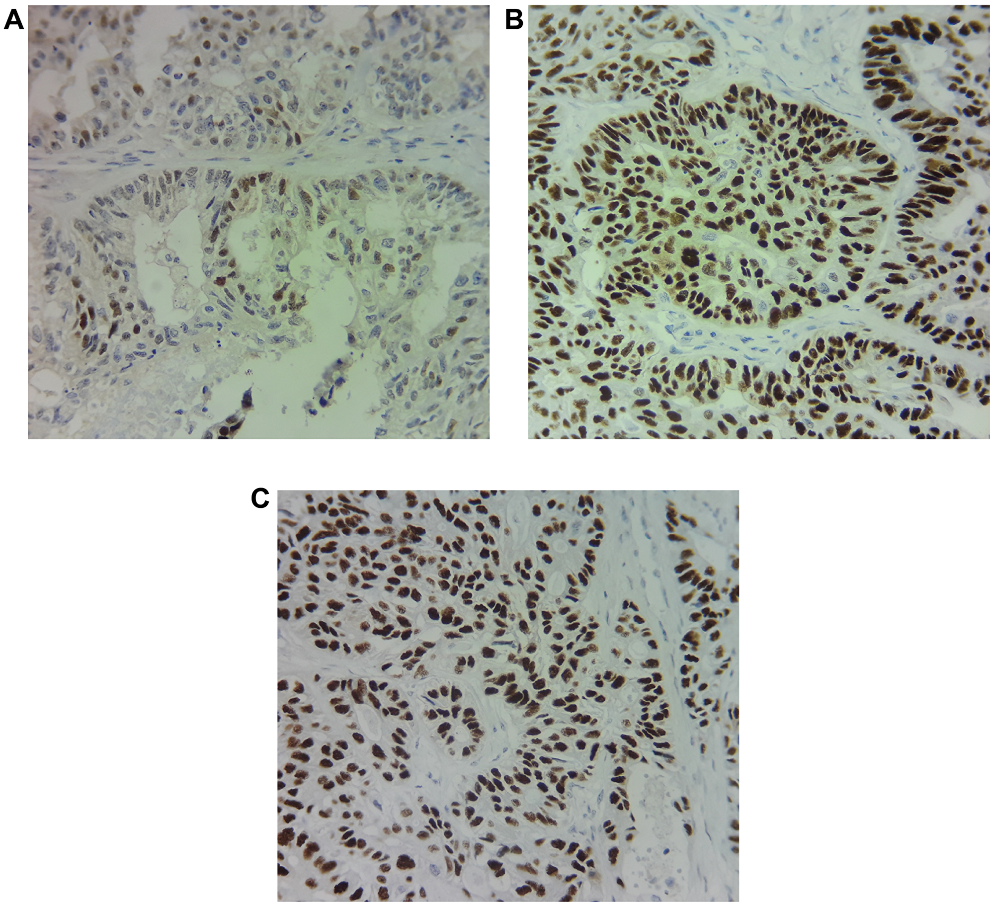 Figure 4: