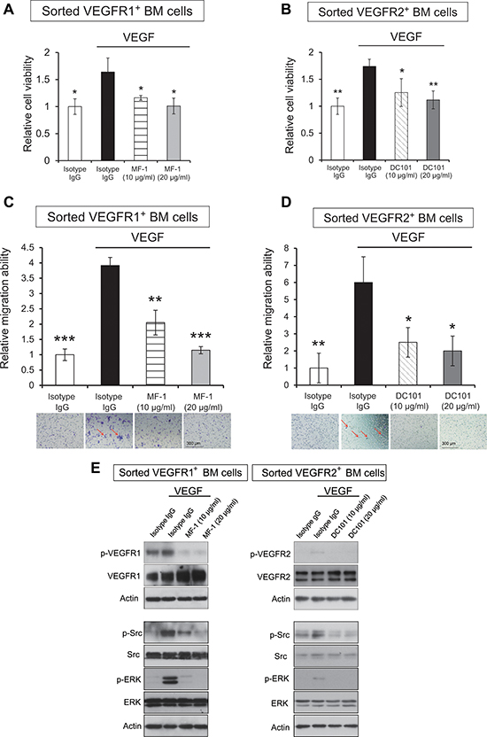MF-1 and DC101 suppressed the proliferation and migration of sorted VEGFR1+ and VEGFR2+ bone marrow cells.