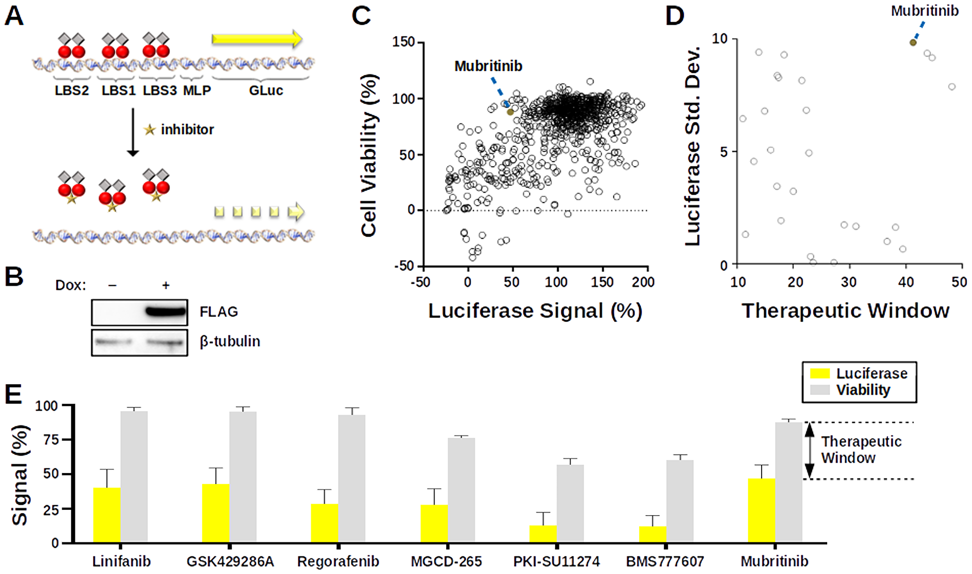 Cell-based screen for inhibitors of LANA DNA-binding.