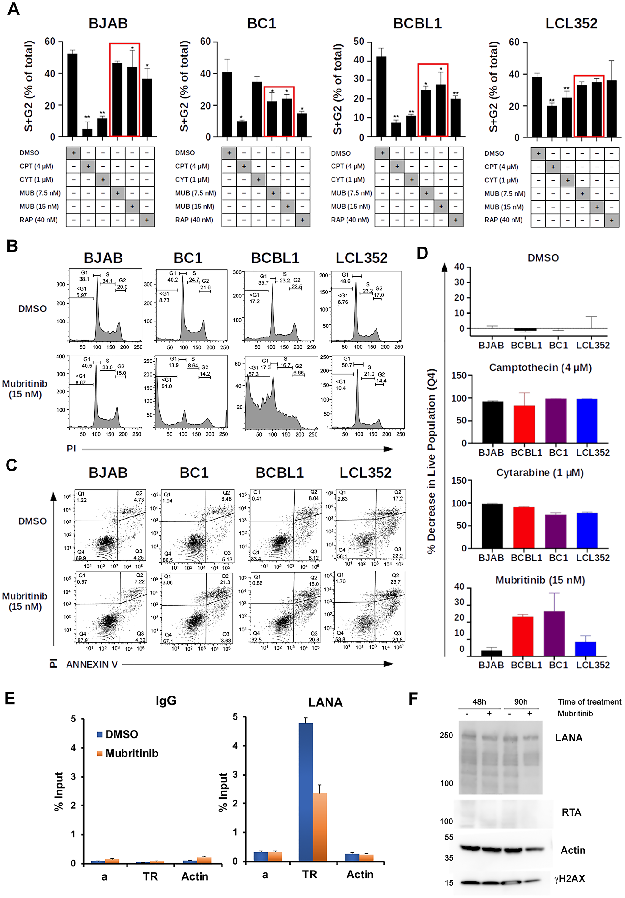 Mubritinib inhibits PEL cell cycle progression and LANA DNA binding.