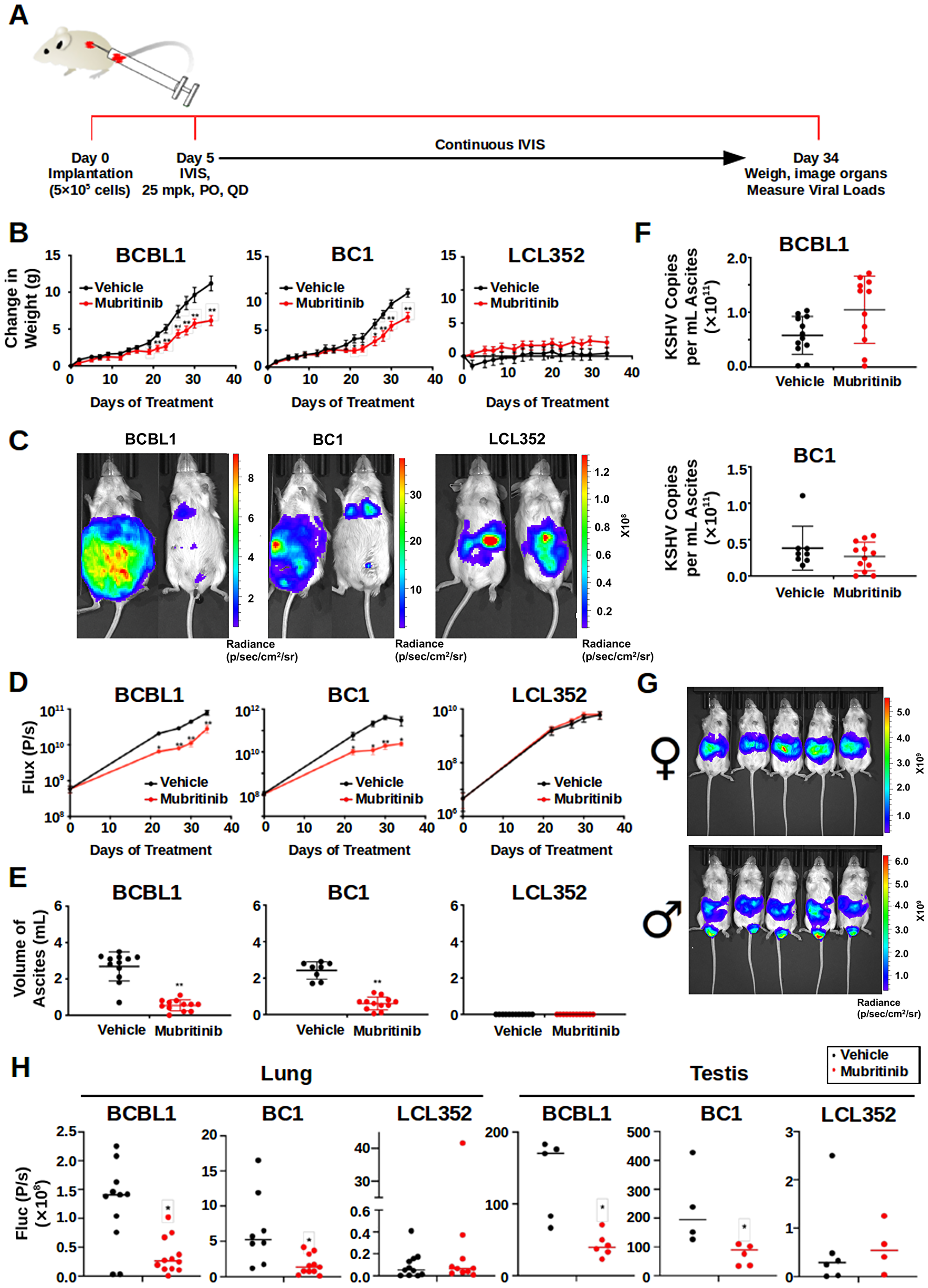 Mubritinib Inhibits PEL tumor growth in mouse xenografts.