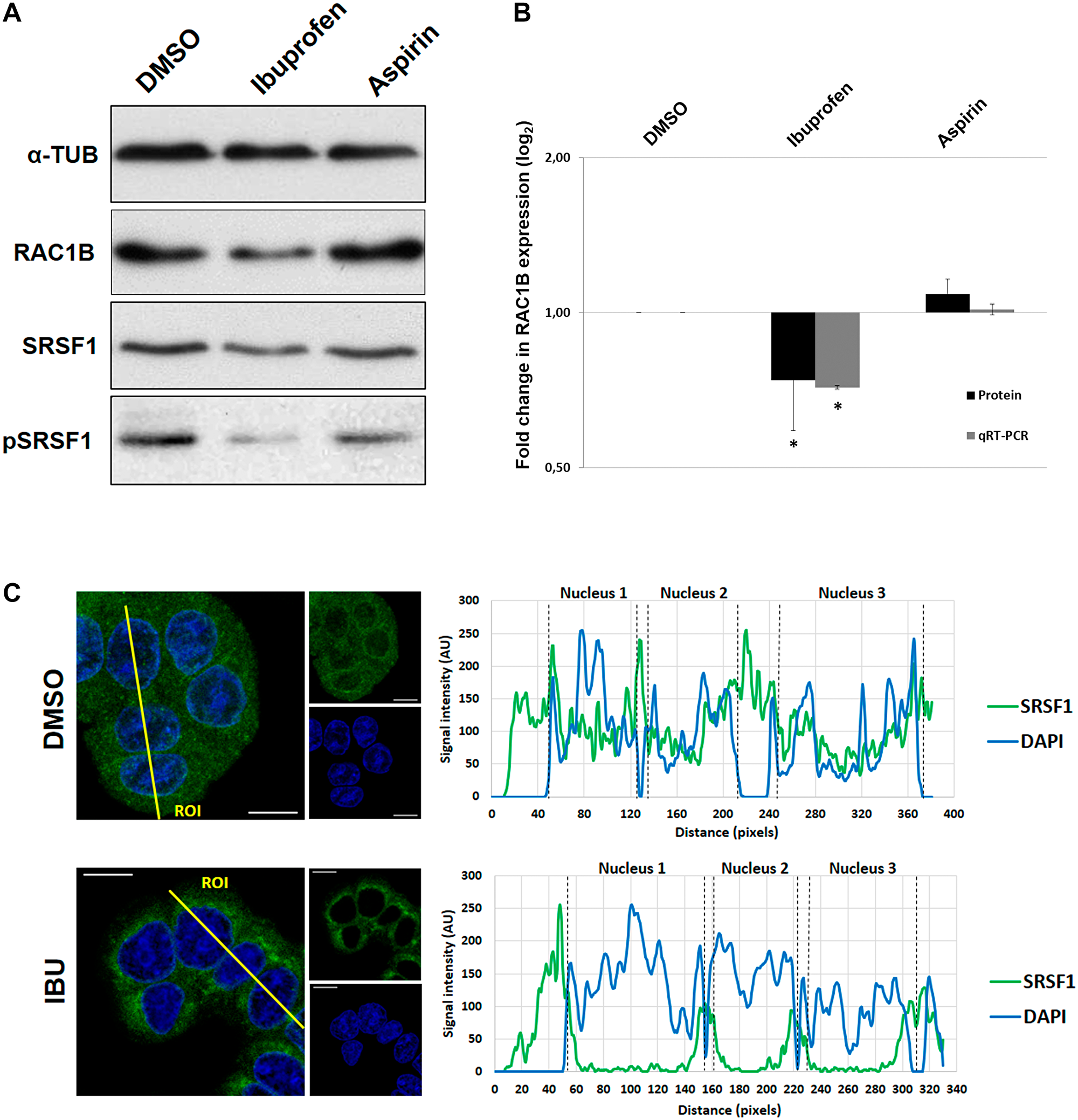 Effect of Ibuprofen treatment on RAC1B and SRSF1.