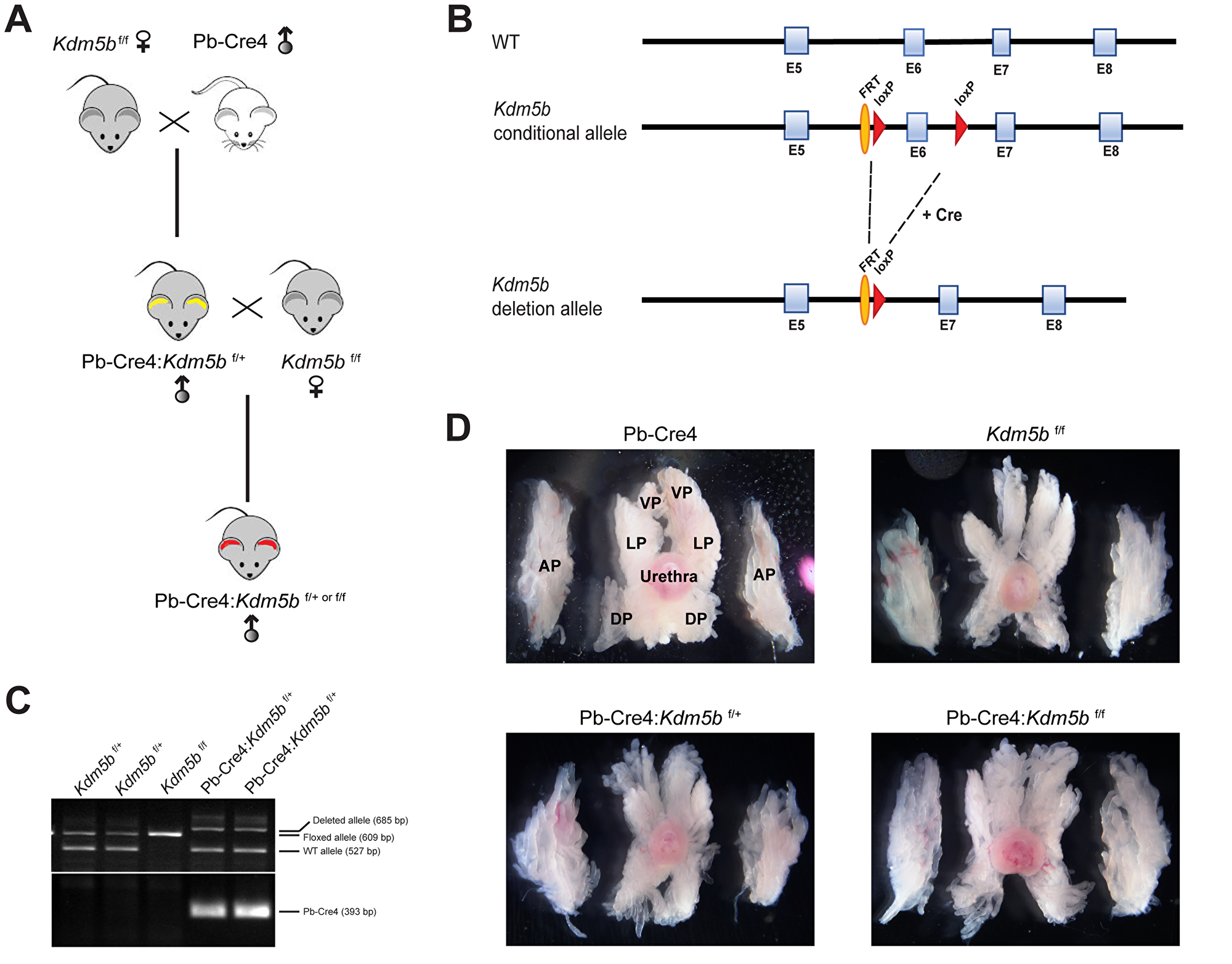 Generation of conditional Kdm5b knockout mice.