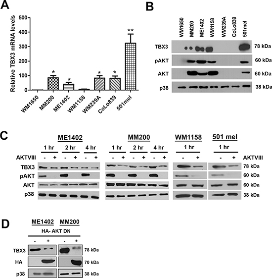 The AKT signalling pathway upregulates TBX3 protein levels in a subset of advanced melanoma cell lines.