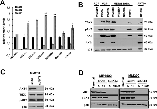 AKT3 is the predominant active isoform in the melanoma cell lines tested and upregulates TBX3 protein levels.