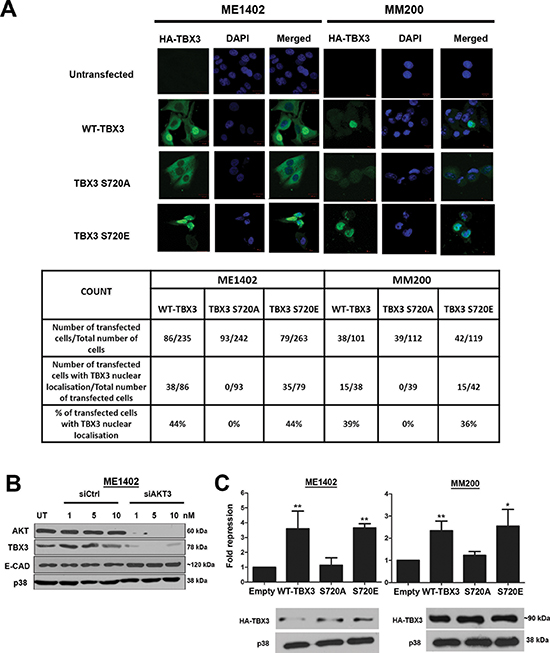 Phosphorylation by AKT3 promotes TBX3 nuclear localization and transcriptional repression of E-cadherin.