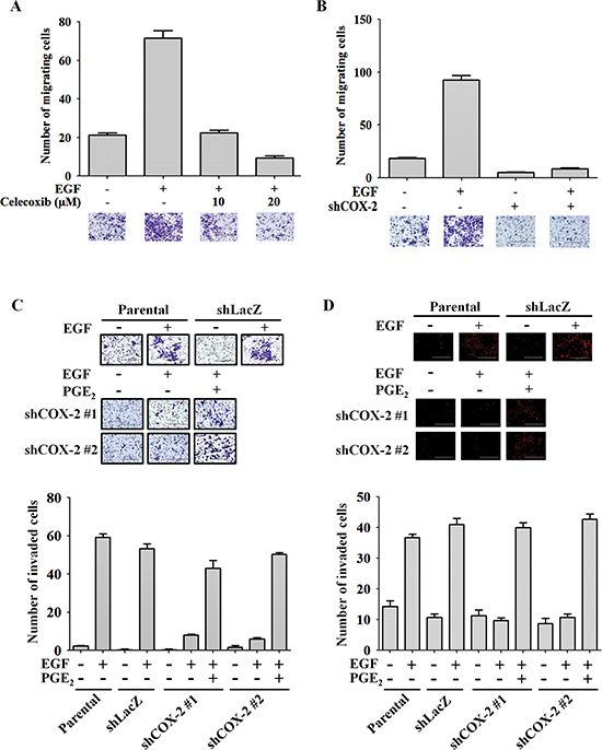 COX-2 regulates EGF-induced HNSCC cell migration and invasion.