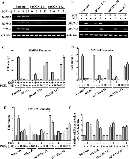 EGF-induced COX-2 enhances expression of MMP-1, MMP-2, MMP-3 and MMP-9.