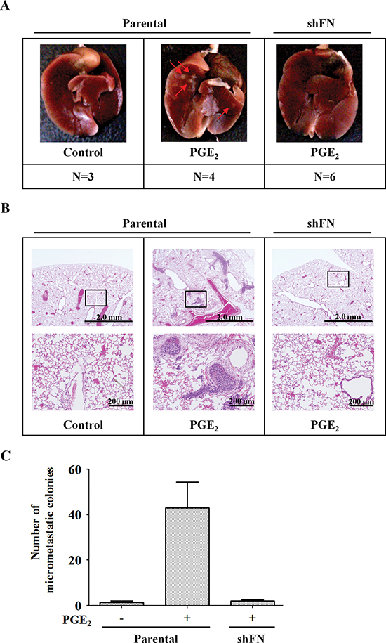 PGE2-primed HNSCC metastasis is inhibited in fibronectin knockdown cells.