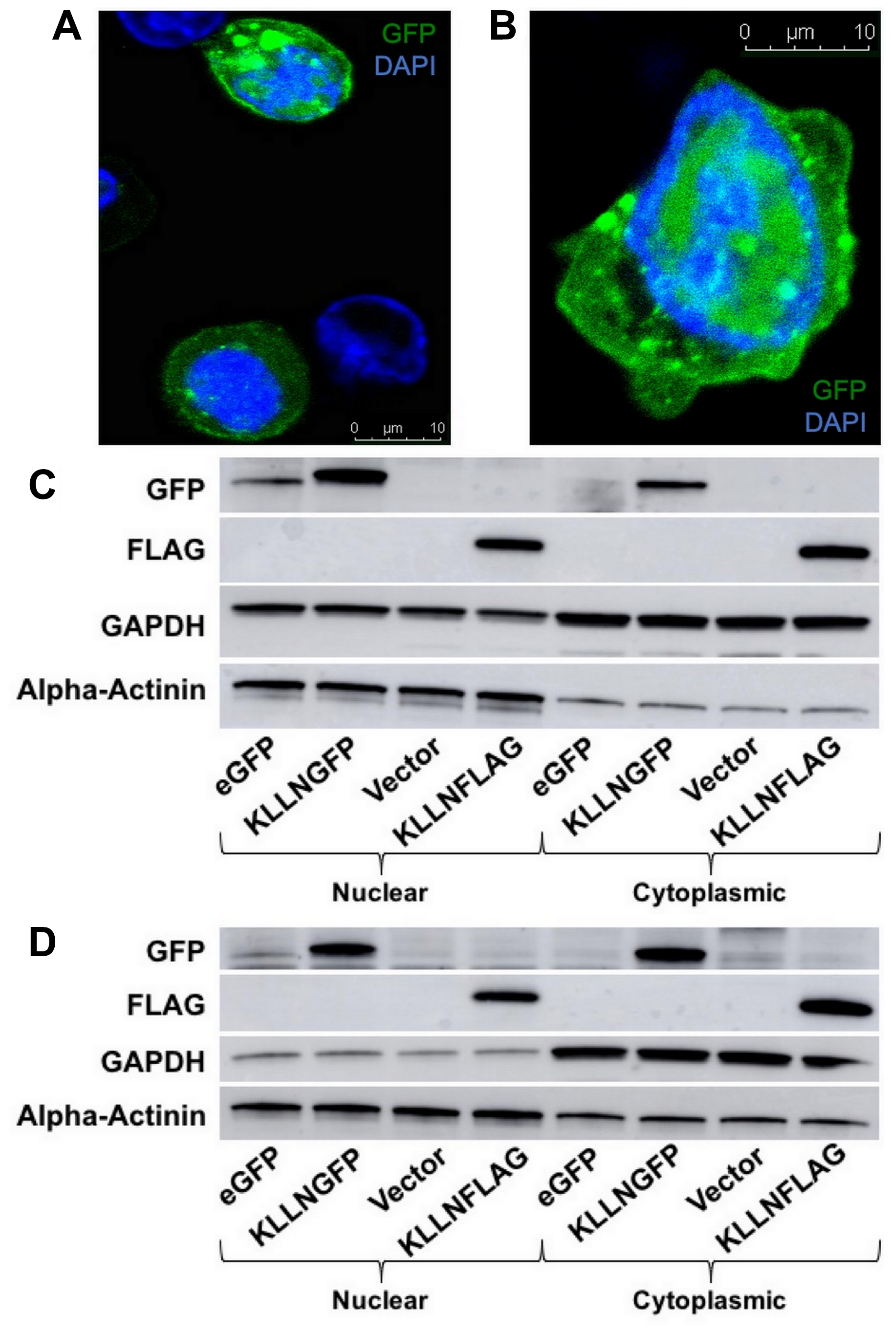 Subcellular localization of KLLN in nucleus and cytoplasm.