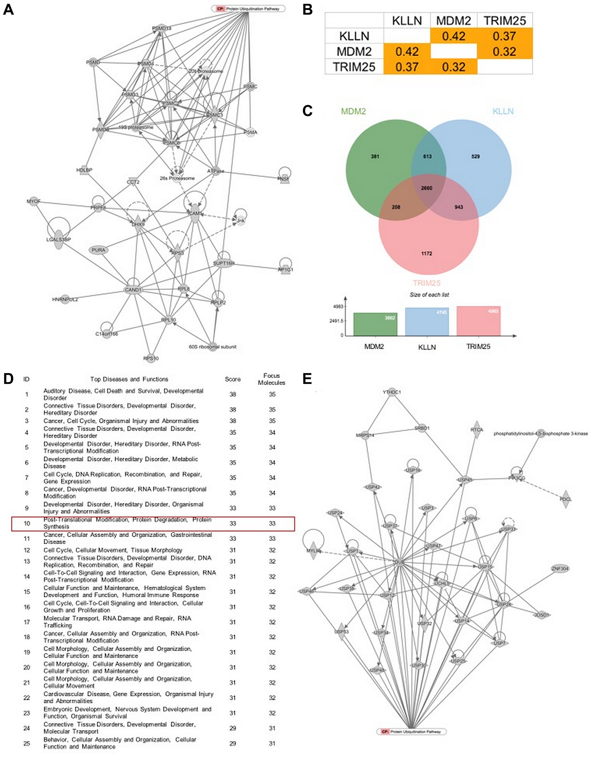 KLLN function correlates with proteasomal degradation.