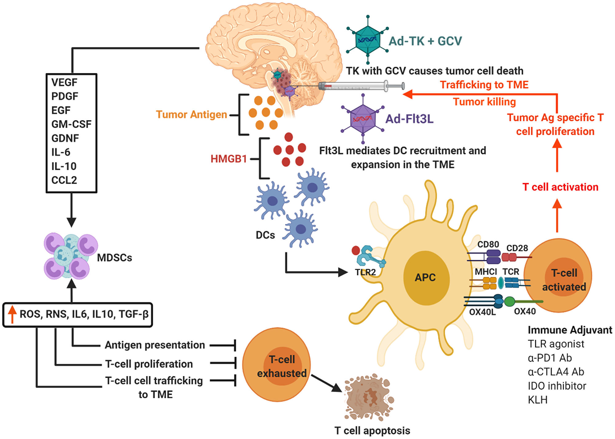 Schematics of TK/Flt3L based immunostimulatory gene therapy and underlying anti-DIPG immune mechanism.