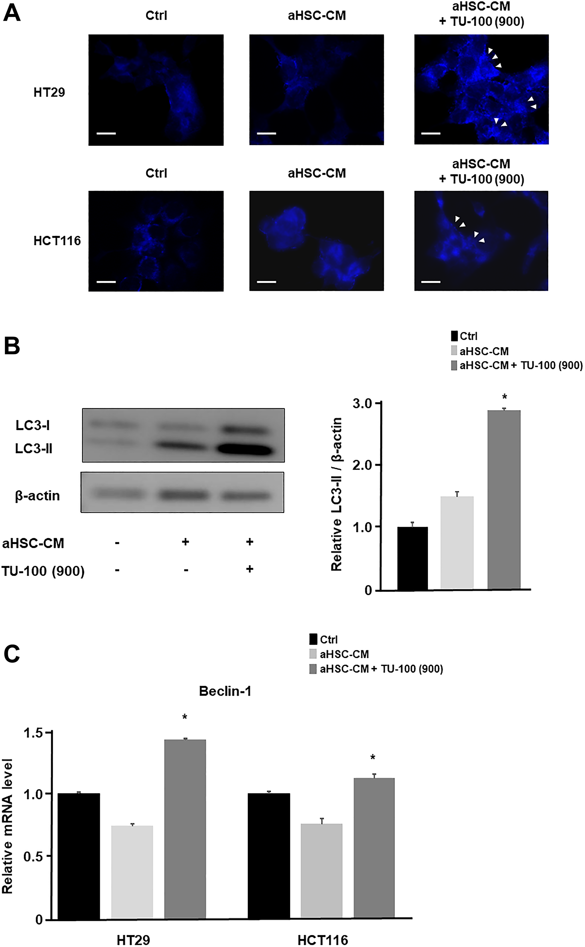 TU-100 induced the autophagic cell death.