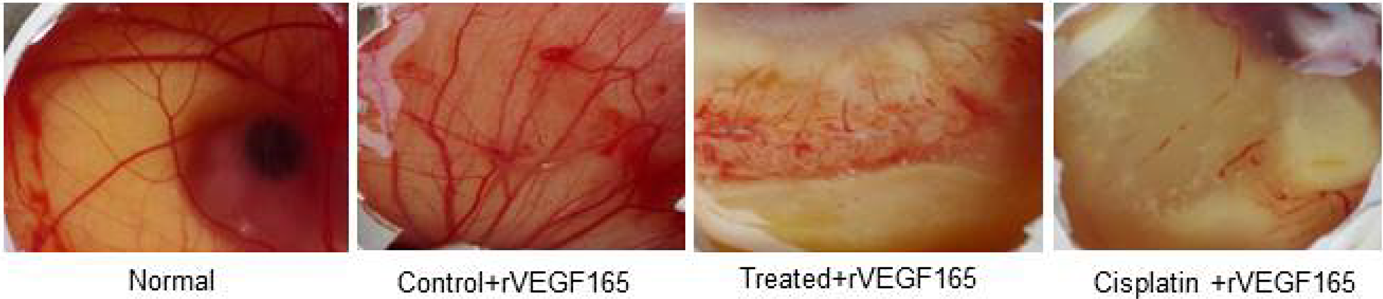 In-vivo CAM photos appearing decreased degree of angiogenesis in d1 and cisplatin treated eggs.