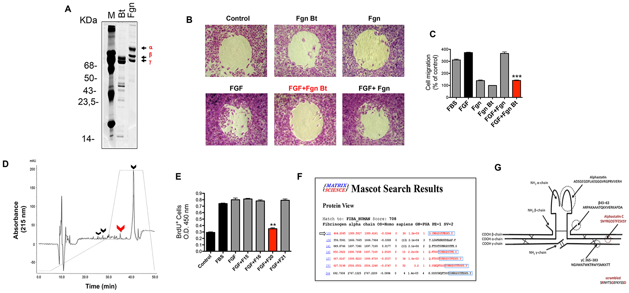 Alphastatin-C isolation and characterization.