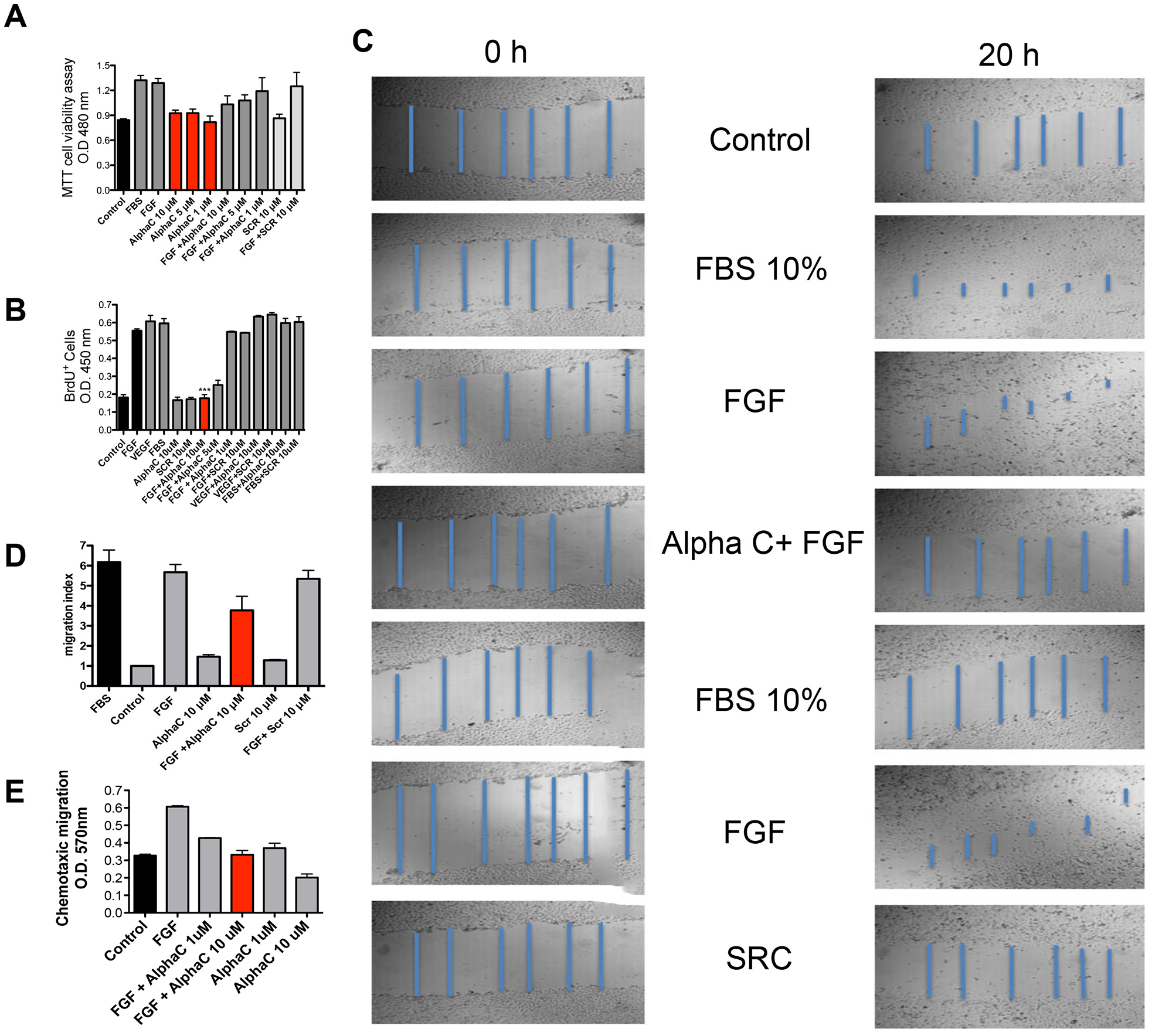 Effects of alphastatin-C on the proliferation, viability, chemotactic migration and chemokinetic migration of HUVEC-CS.