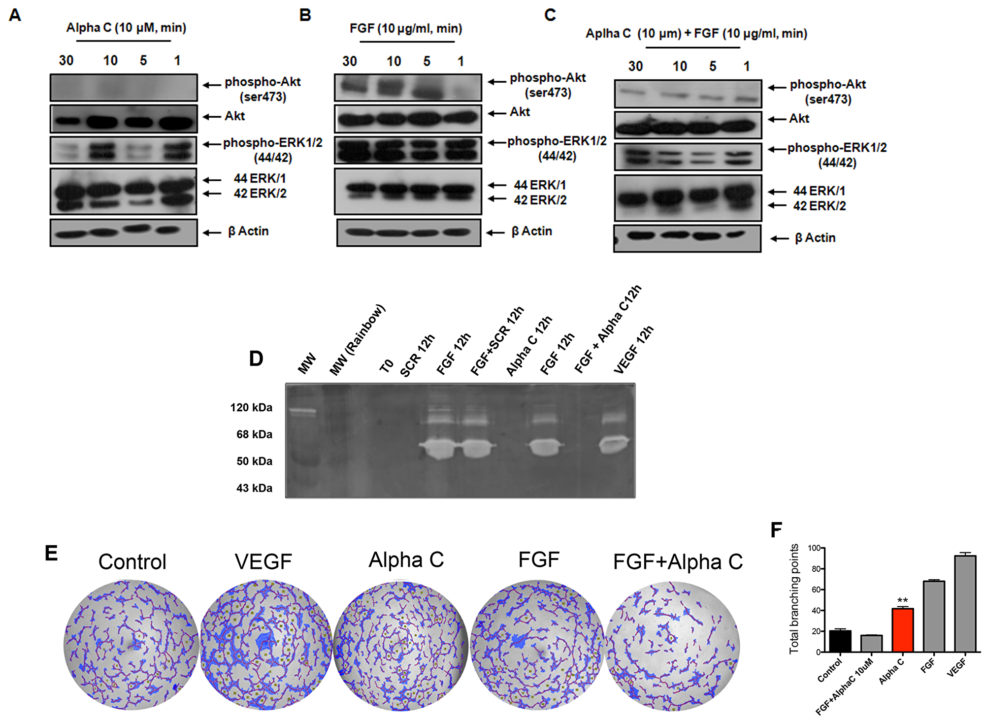 Alphastatin-C blocks ERK and Akt activation by FGF and inhibits FGF-triggered MMPs secretion and tubulogenic activity.