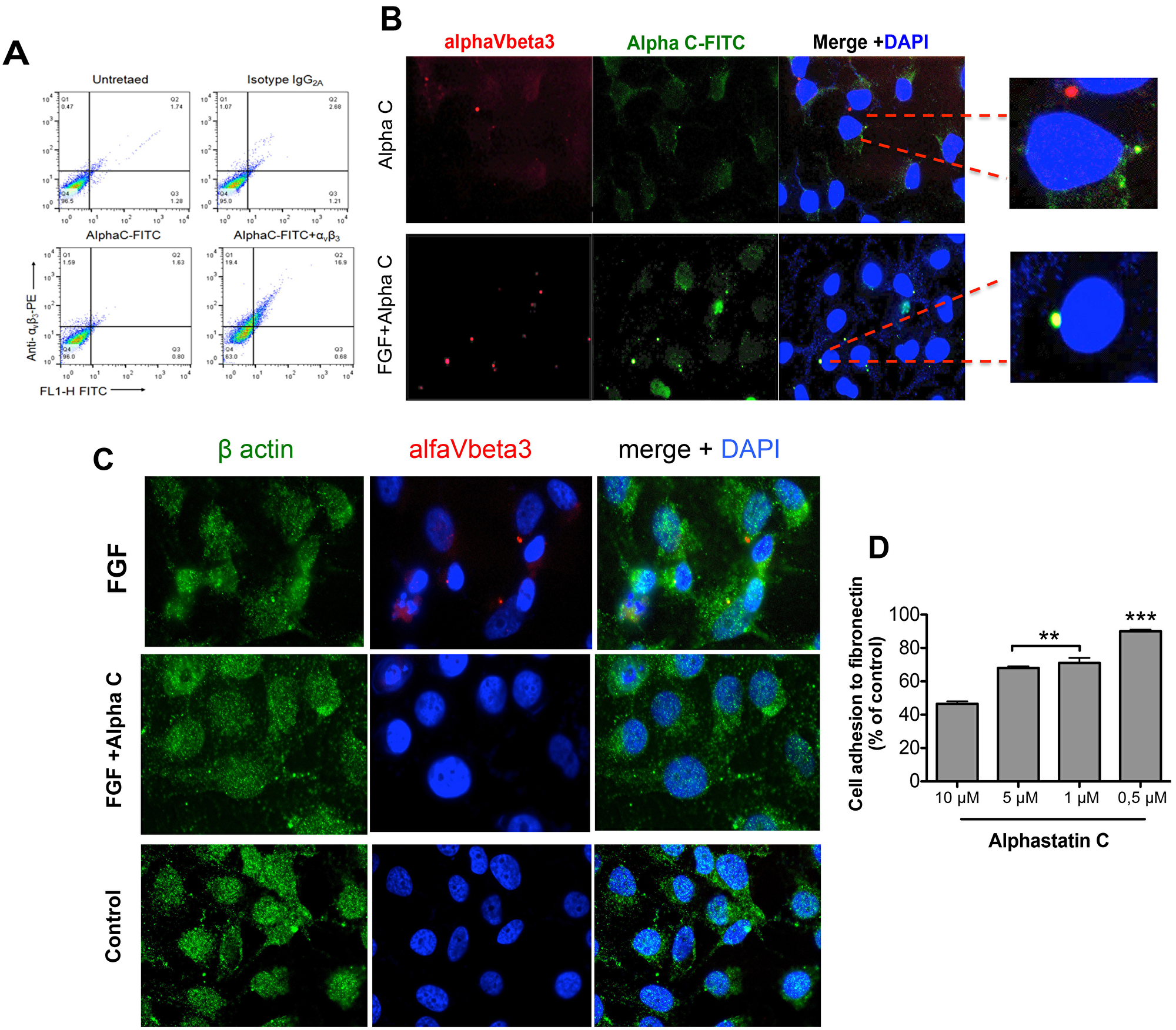 Alphastatin-C uncouples FGF-induced integrin V3 clustering and co-localizes with this integrin in the presence of bFGF.