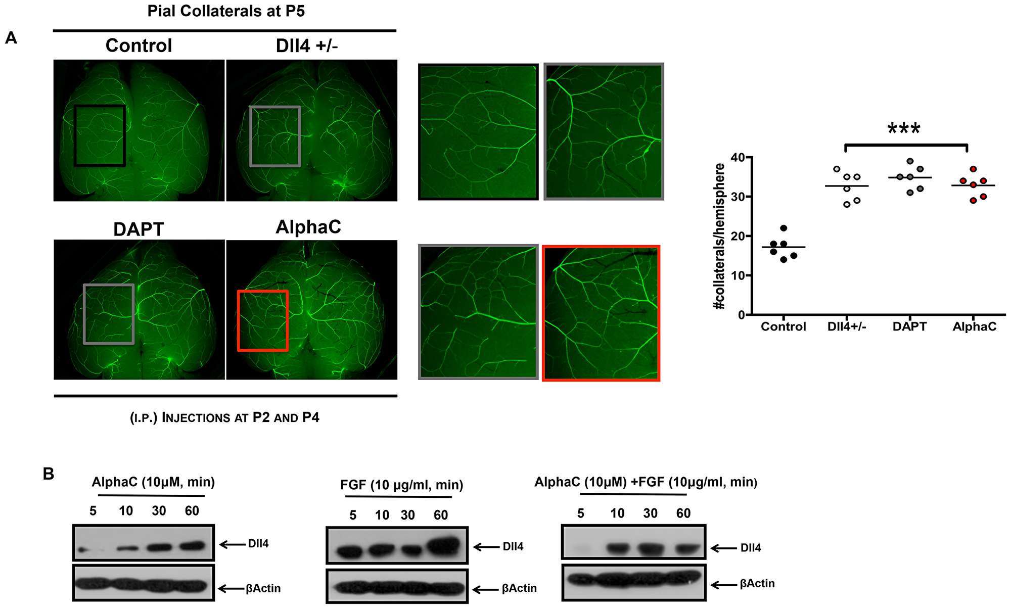 Alphastatin-C increases pial arteriolar formation in vivo.