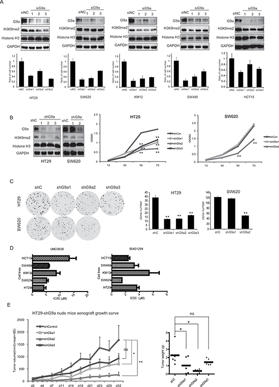 G9a is important to CRC cell proliferation in vitro and in vivo.