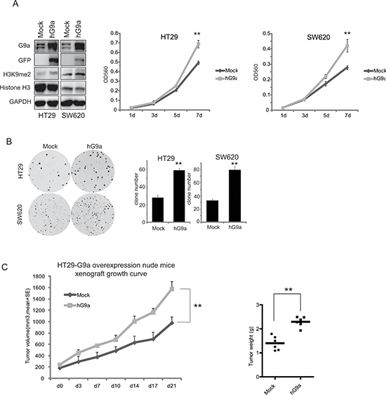 Up-regulation of G9a enhances colon cancer cell proliferation.