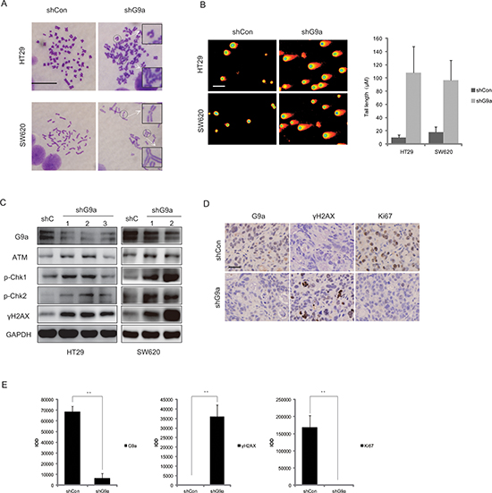 Down-regulation of G9a induces DNA damage in colon cancer.