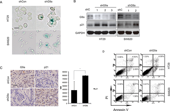 Depletion of G9a results in senescence.