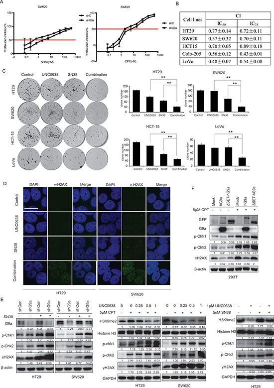 G9a depletion synergizes with TOPO I inhibitors in CRC cells.