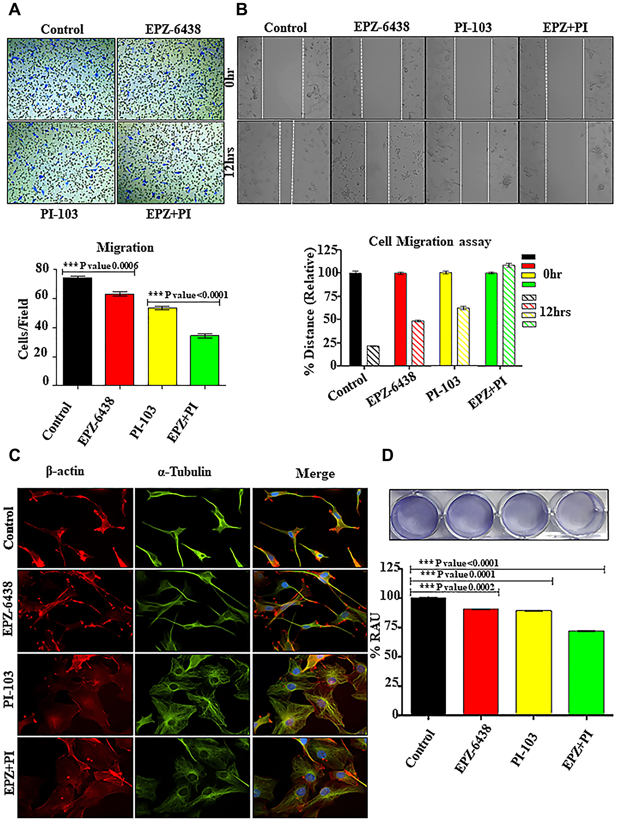 EPZ-6438 and PI-103 hinders the cellular migration of GBM U-87 cells.