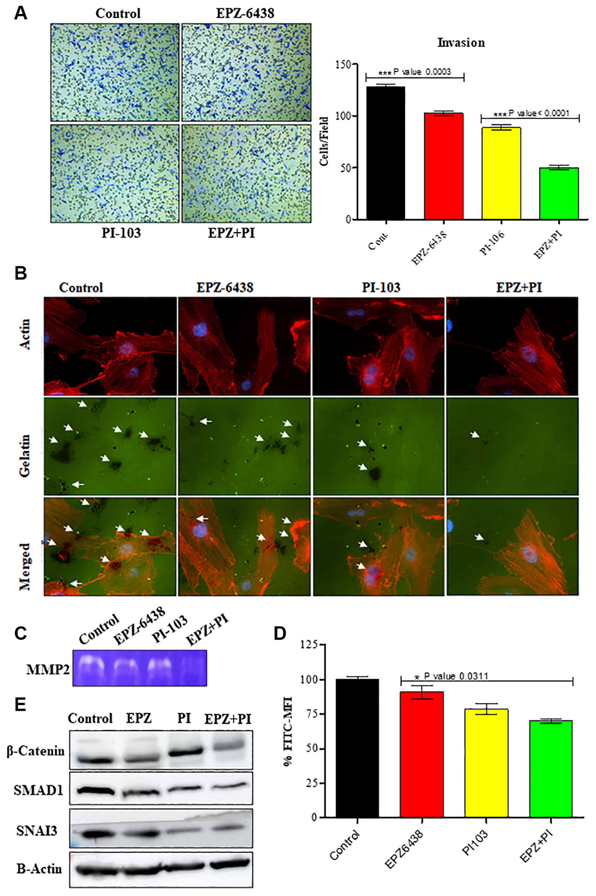 EPZ-6438 and PI-103 reduces the invasive behavior of GBM U-87 cells.