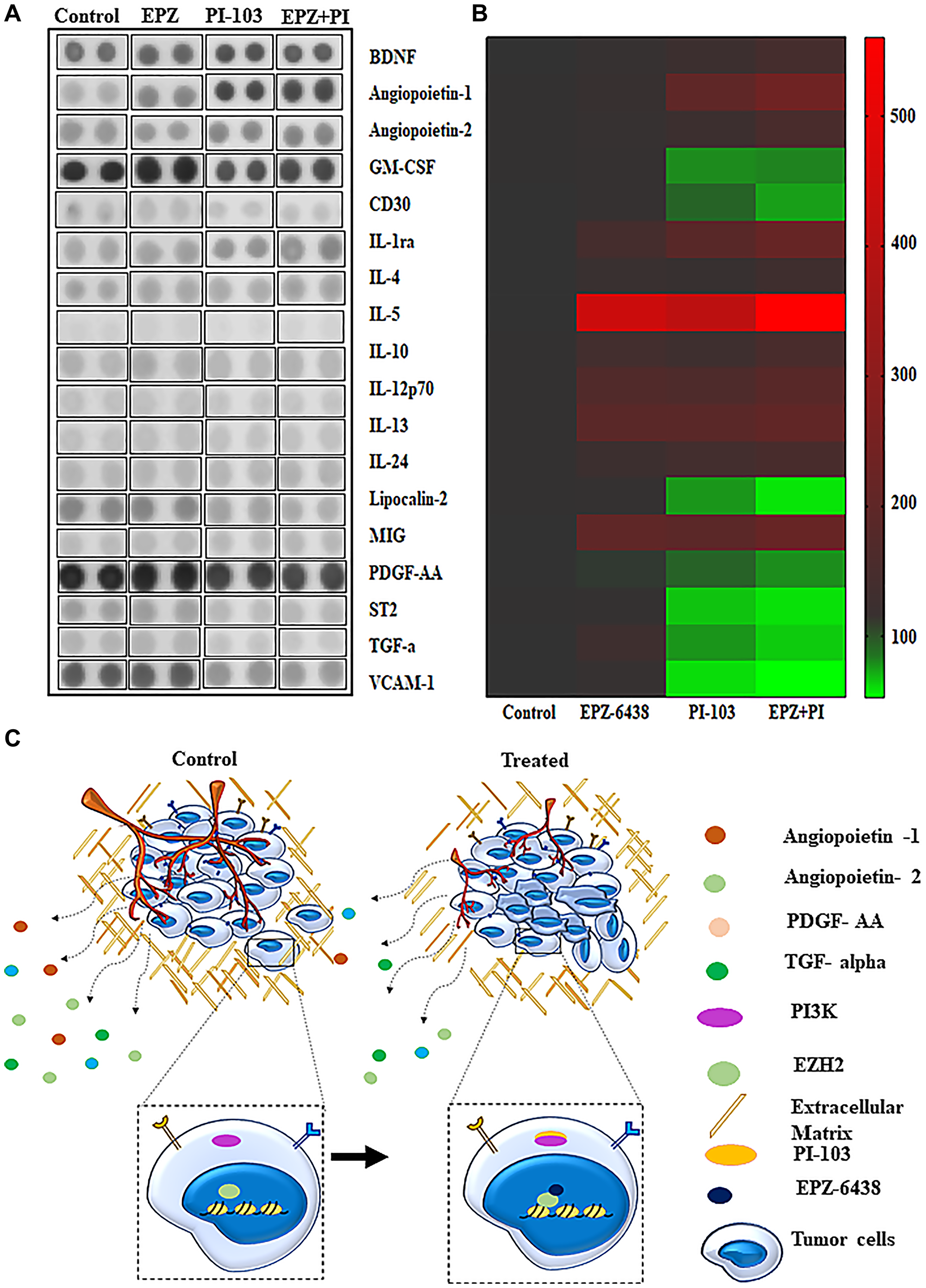 Cytokine analysis explain the key proteins involved in tumor progression.