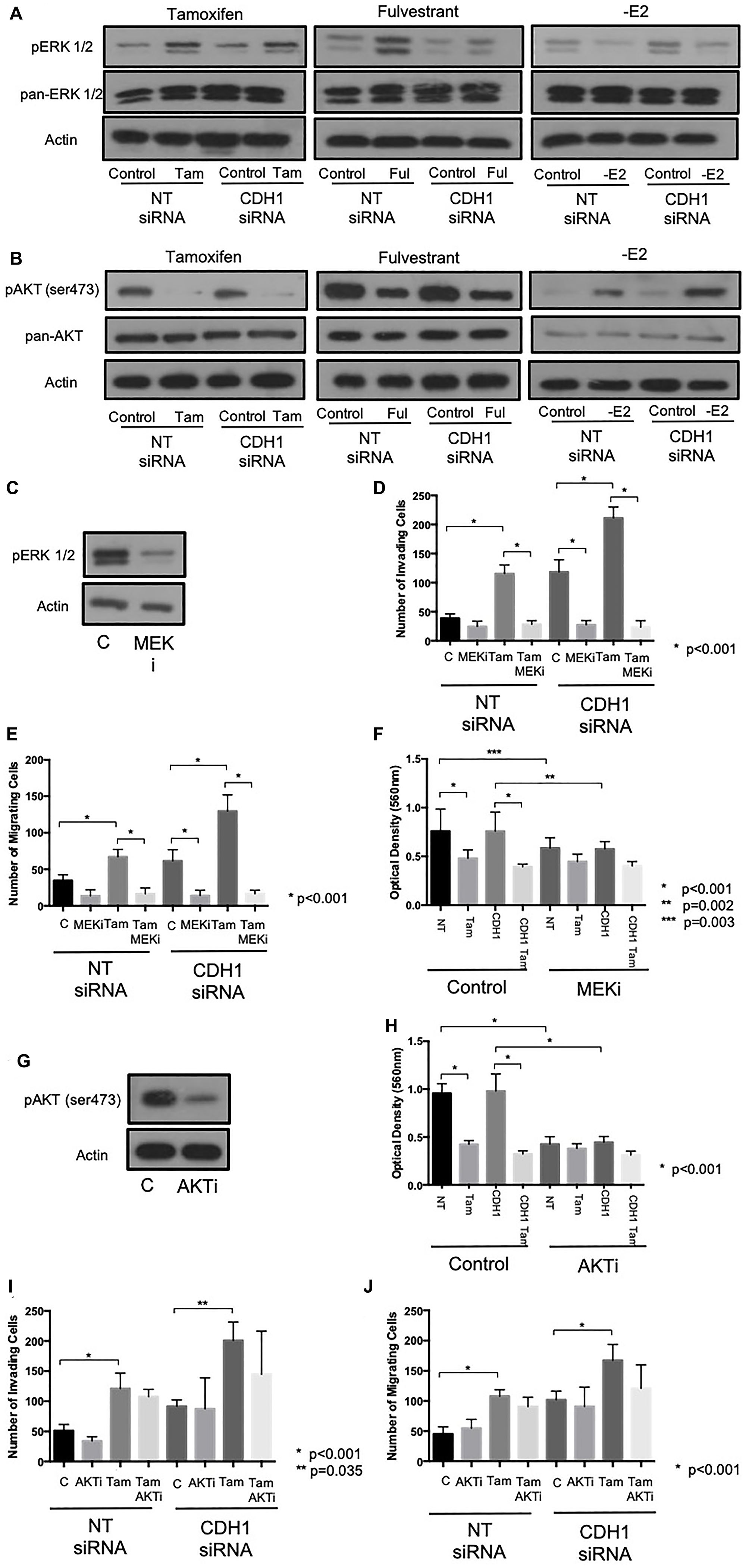 Tamoxifen and fulvestrant-mediated invasion and migration in ER+ breast cancer cells is ERK, but not AKT, dependent.