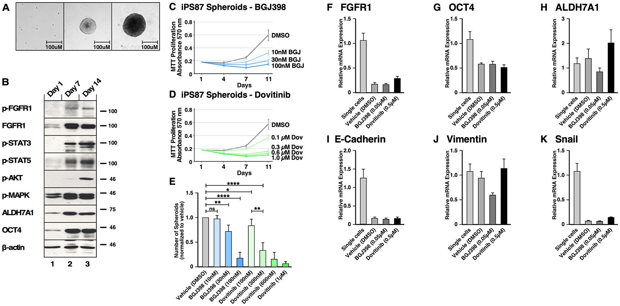 FGFR signaling in induced Pluripotent Stem (iPS) 87 Spheroids.