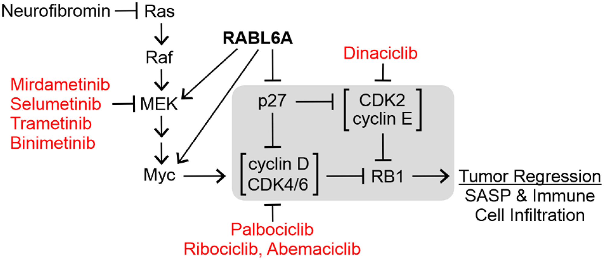 Pharmacologic targeting of the RABL6A-RB1 pathway in tumors.
