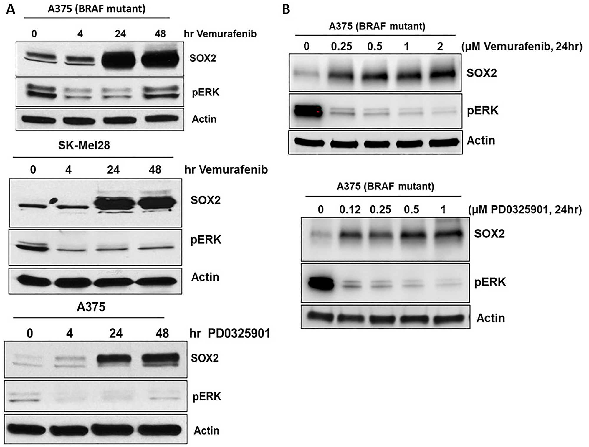 SOX2 expression is induced by BRAF and MEK inhibitors.