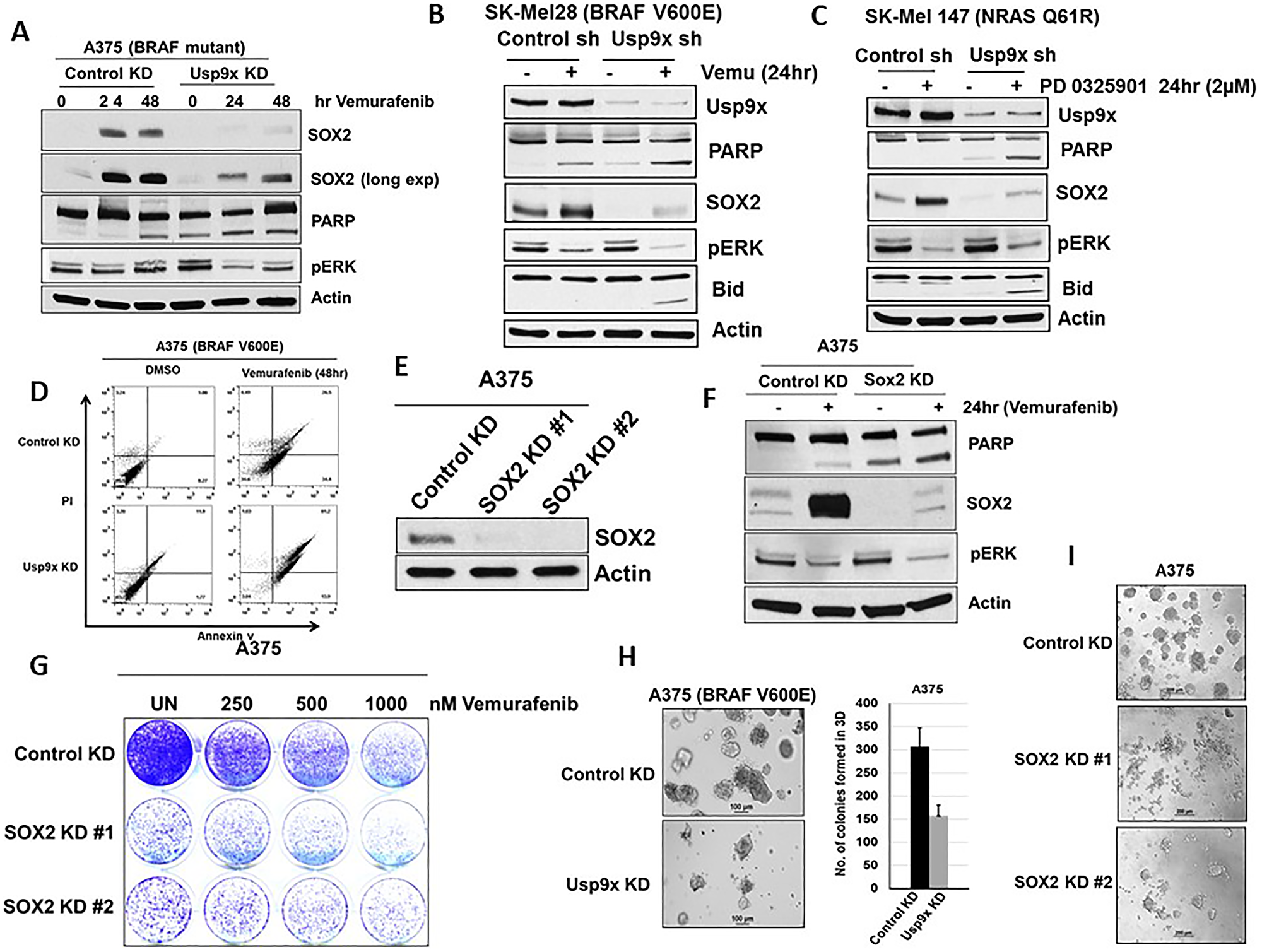 Blocking SOX2 induction increases apoptosis by MAPK pathway inhibitors.