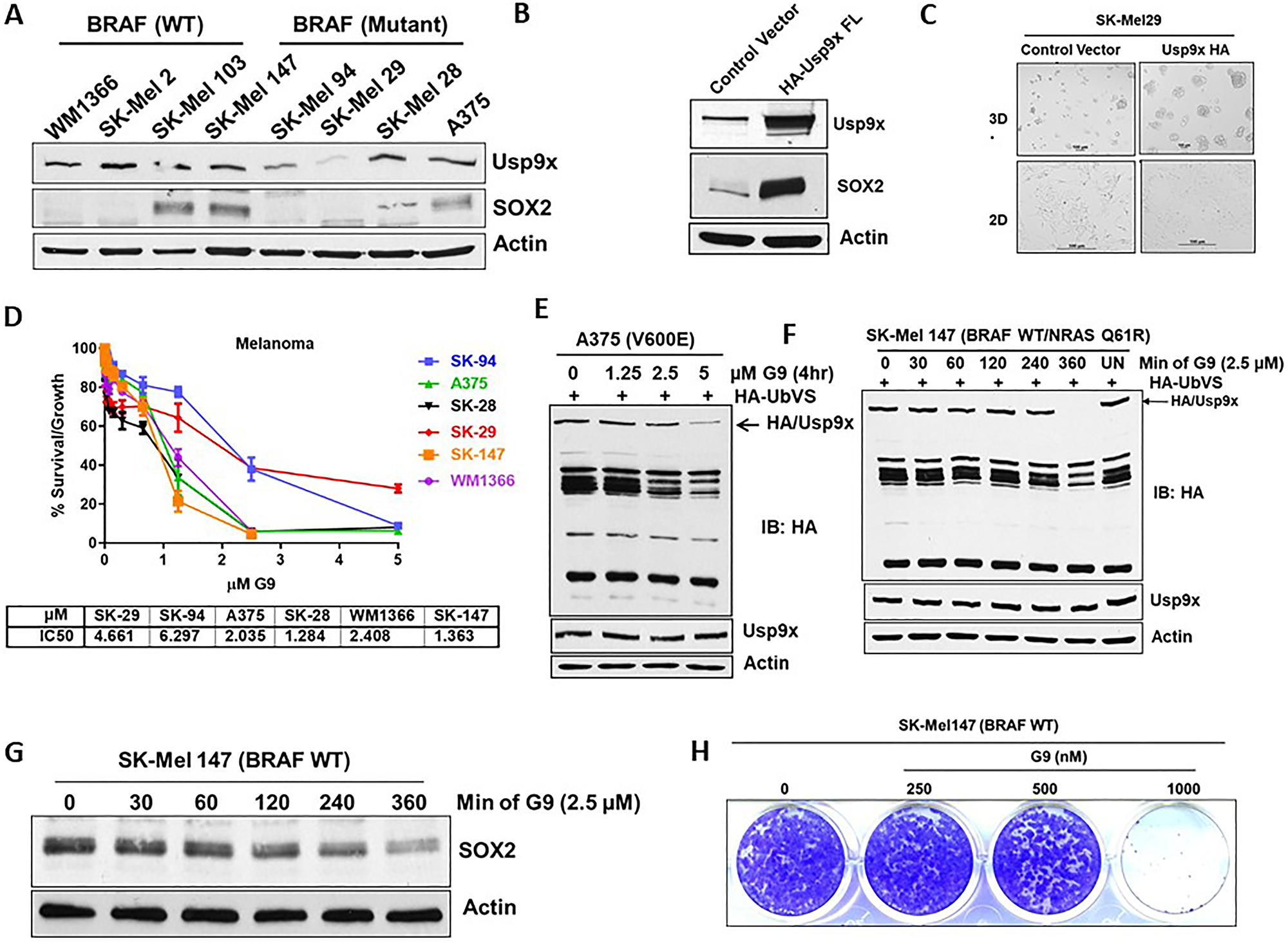 Melanoma cells that express Usp9x and SOX2 are vulnerable to G9.