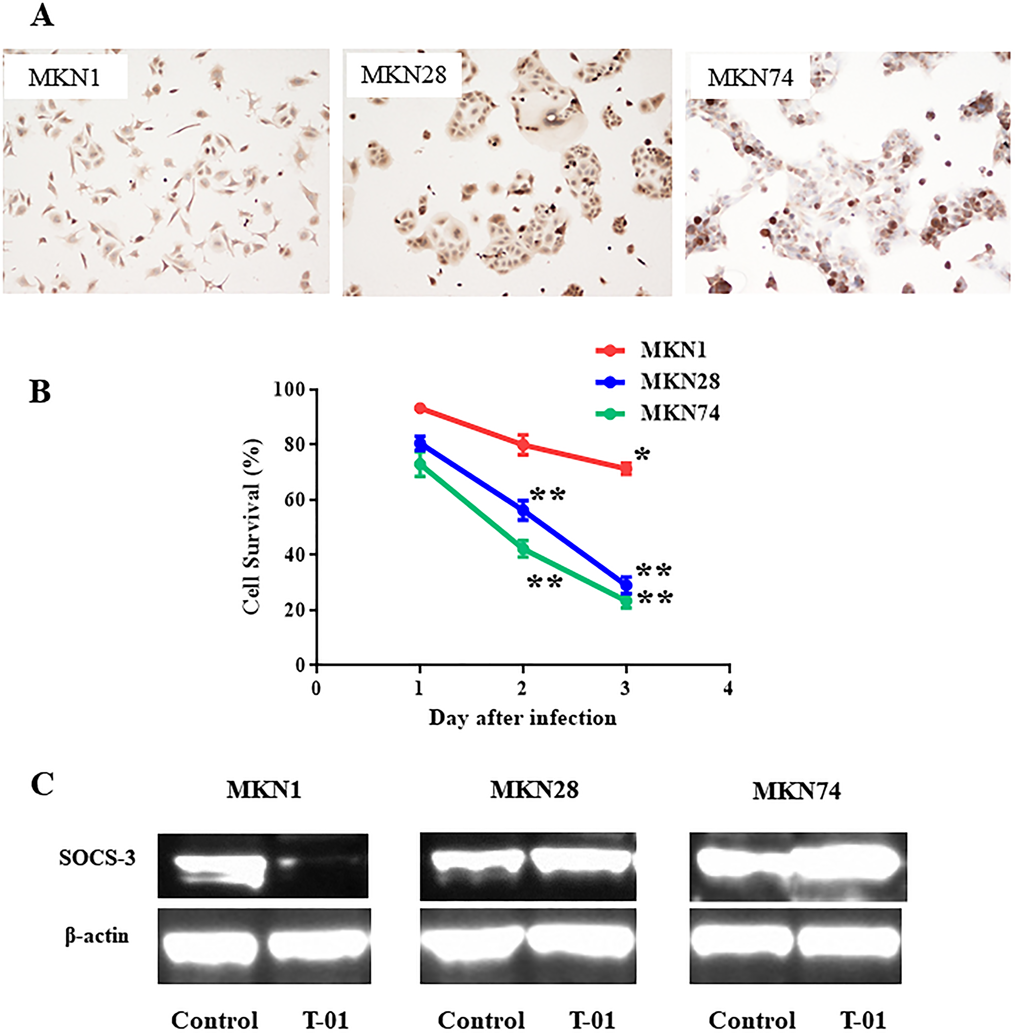 SOCS3 expression in human gastric cancer cell line after oncolytic virus infection.