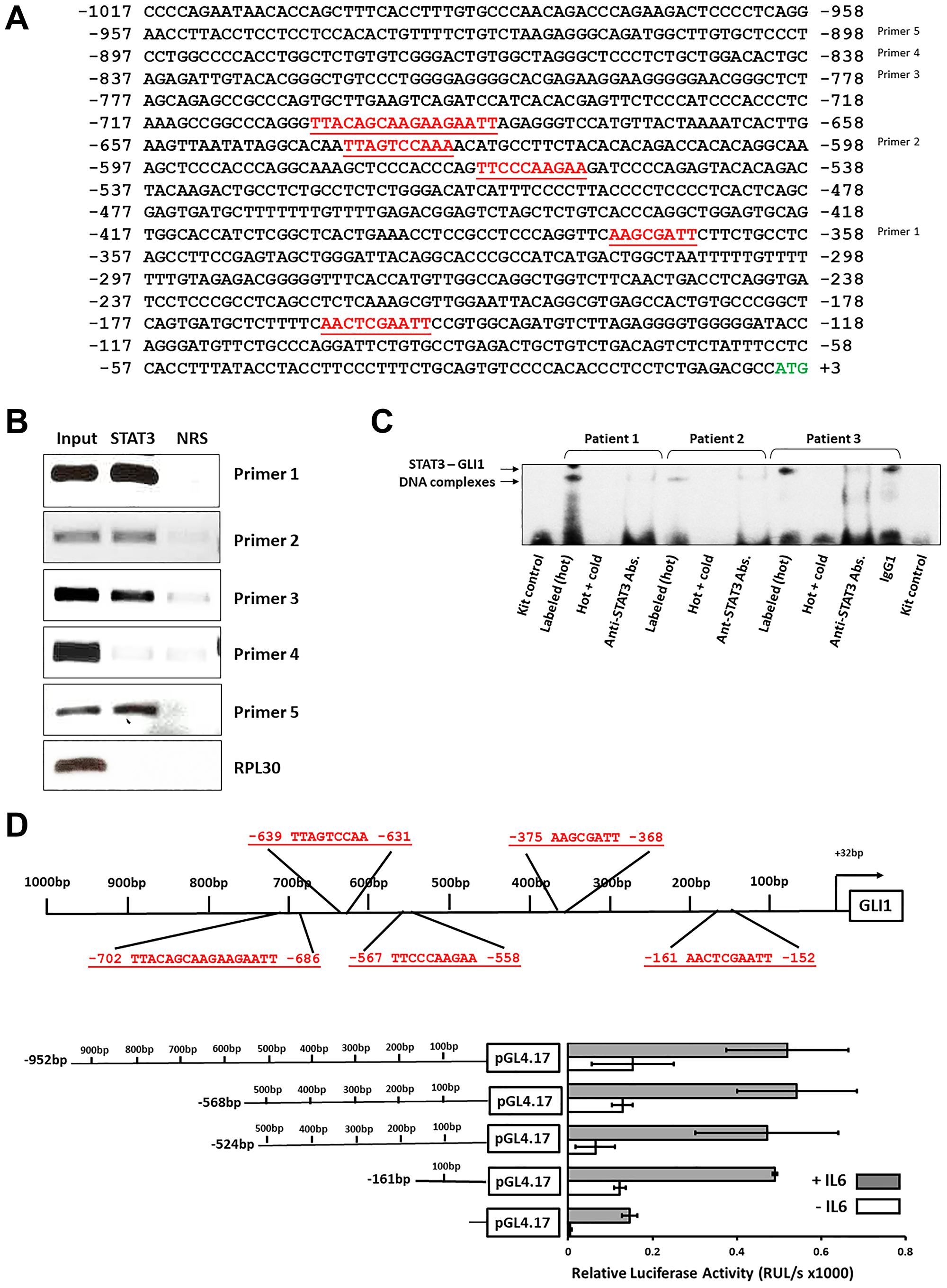 STAT3 binds and activates the GLI1 promoter in CLL cells.