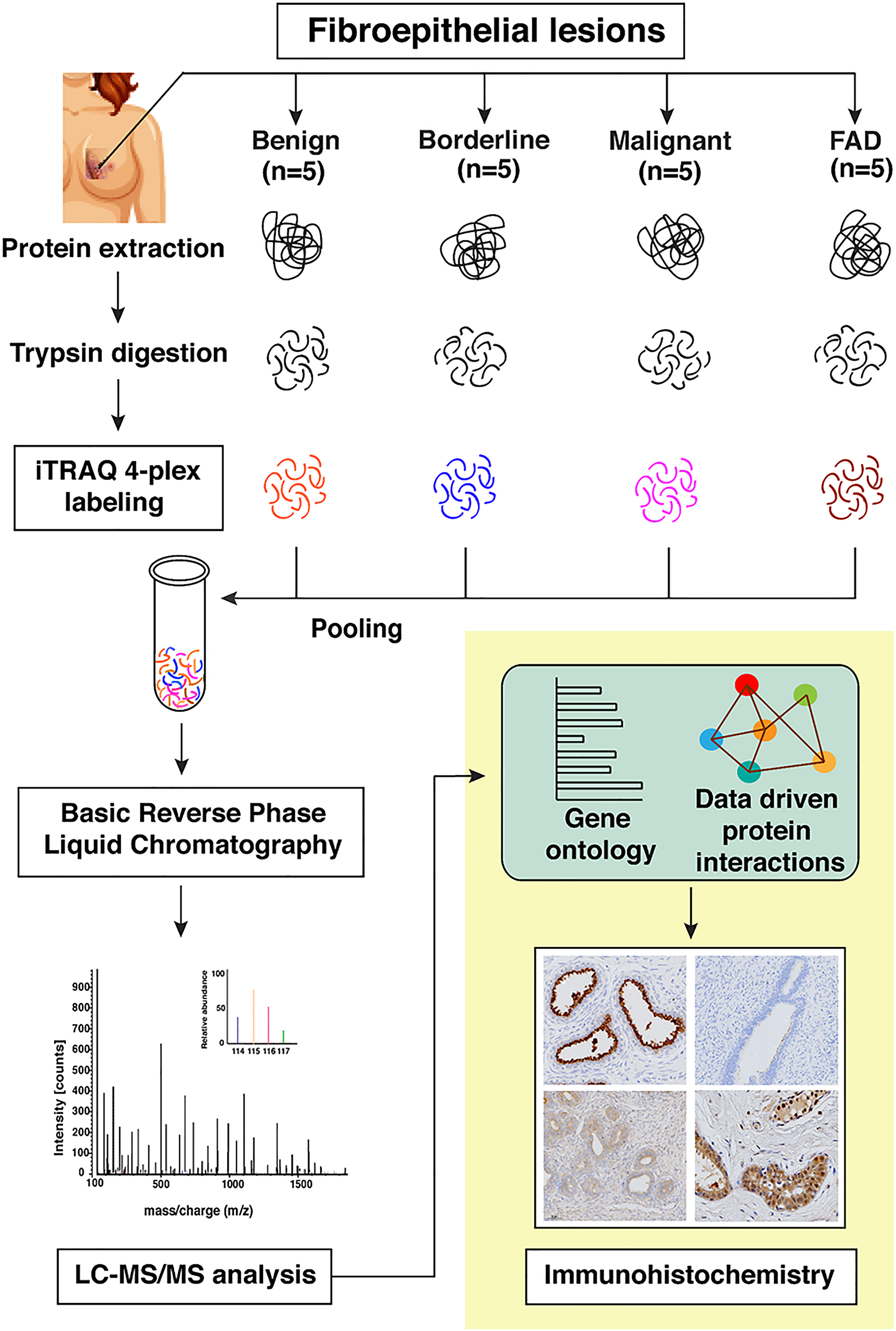 Schematic workflow for the identification of differentially expressed proteins across FELs using iTRAQ based quantitative proteomics approach.