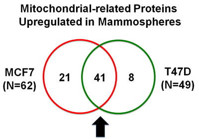 Venn diagram highlighting the conserved upregulation of mitochondrial related proteins in both MCF7 and T47D mammospheres.