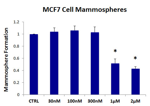 The MCT1/2 inhibitor AR-C155858 significantly reduces mammosphere formation in MCF7 cells.