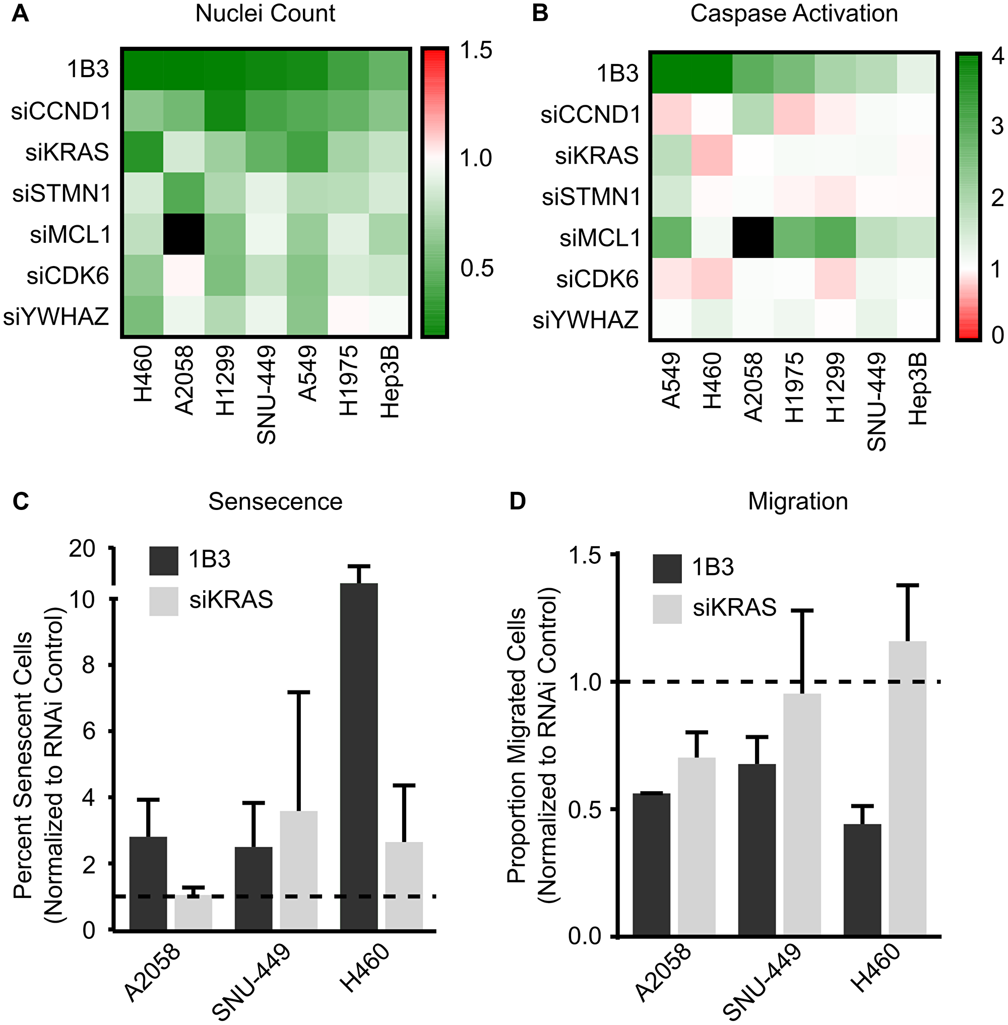 Effect of silencing individual 1B3 target gene expression on cell proliferation, apoptosis, senescence, and migration in a panel of human cancer cell lines.