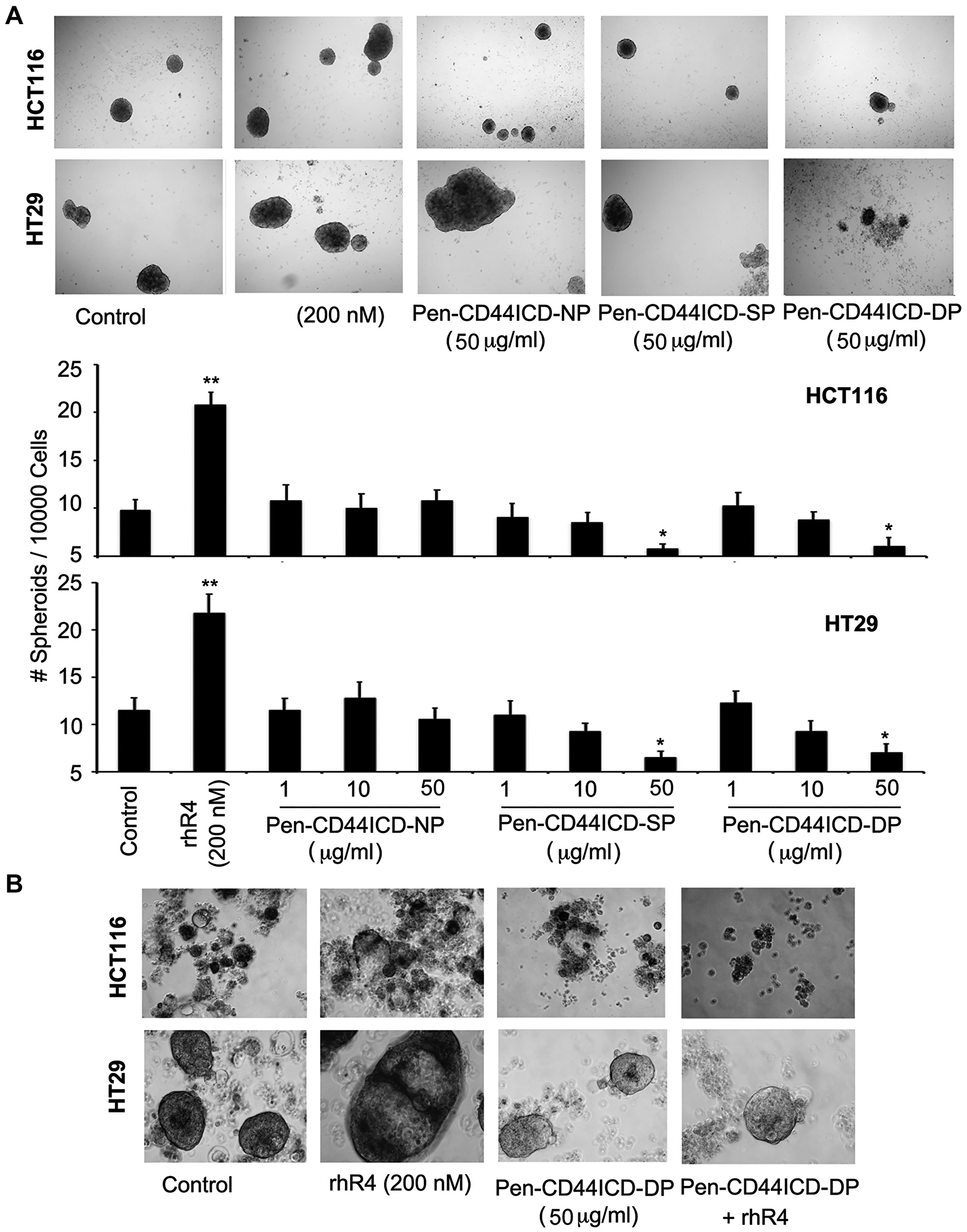 Pen-CD44ICD peptides interfering with nuclear CD44ICD activity inhibit stemness of CRC cells.