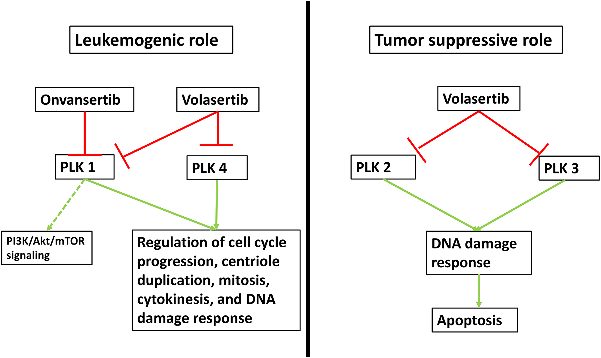 Mechanism of action of PLK inhibition.