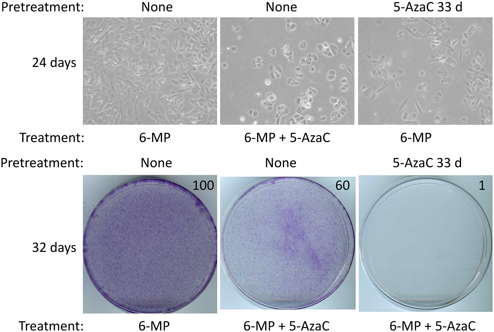 5-AzaC treatment sensitizes SUM149 cells to low-dose 6-MP.